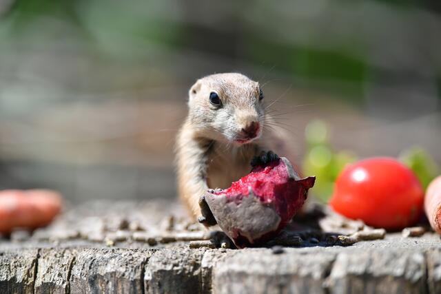 Leckere Früchte und Gemüse helfen bei der Hitze den Mineralhaushalt in Gleichgewicht zu halten.  | Foto: Zoo Salzburg/Kerstin Joensson