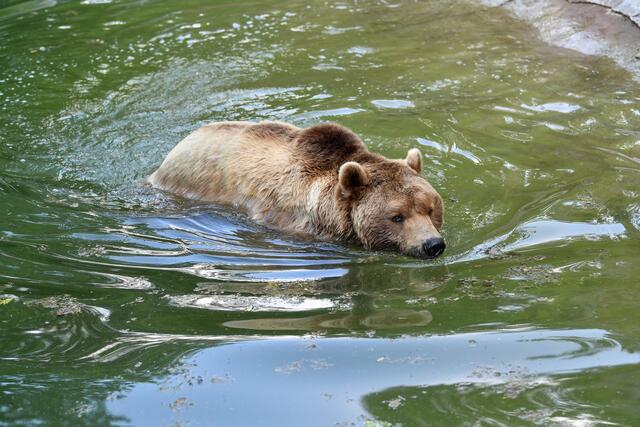 Das kühle Bad tut gut, das freut auch Braunbär Aragon, der täglich im Zoo eine Runde schwimmen geht.  | Foto: Zoo Salzburg/Kerstin Joensson