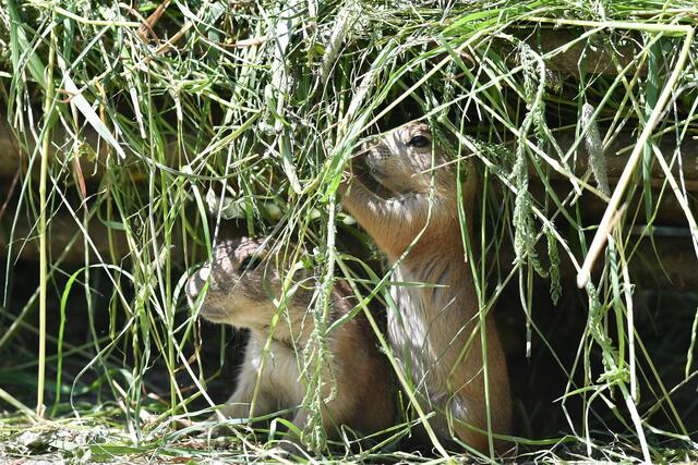 Ein kühles Schattenplätzchen tut den Präriehunden und auch dem Mensch gut. | Foto: Zoo Salzburg/Kerstin Joensson