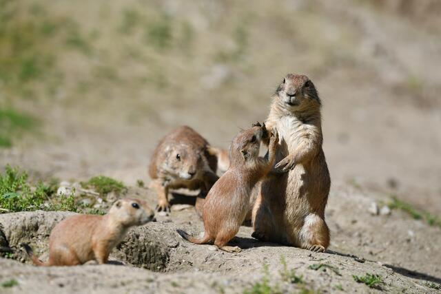 "Mama, können wir bitte wieder rein gehen?" Wenn es draußen zu heiß wird, hilft nur noch die Flucht in den Erdbau, bzw. das eigene zu Hause.  | Foto: Zoo Salzburg/Kerstin Joensson