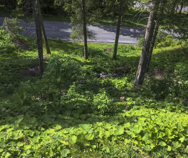 Das Motorrad landete weit unten im Gebüsch