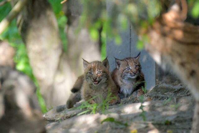 Die beiden Baby-Luchse sind nun schon dabei, neugierig ihr Gehege zu erkunden. 
 | Foto: Werner Pleiner