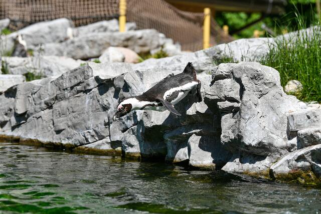 Ein Sprung ins kühle Nass macht Spaß und sorgt für einen Kick.  | Foto: Zoo Salzburg/Kerstin Joensson