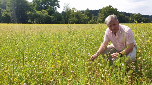 Ein Feld mit Winterbegrünung ist auch eine gute Bienenweide. Landwirte werden in Kirchbach mit Aktionen beim Humusaufbau unterstützt.