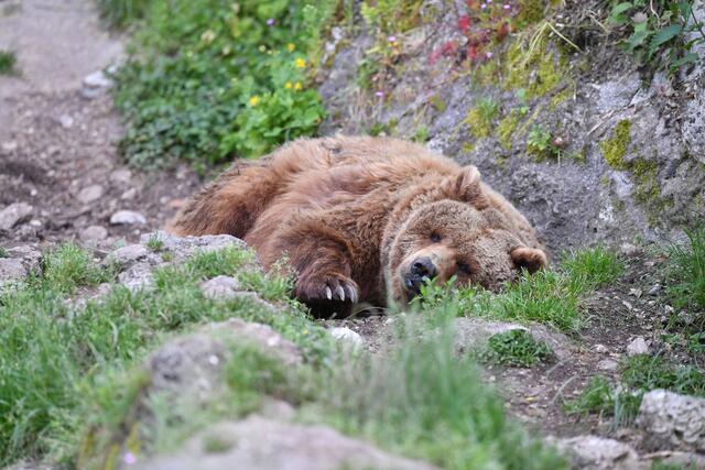 Sich eingraben, zumindest fast kühlt den Bärenkörper von Braunbärin Blanca gut runter.  | Foto: Zoo Salzburg/Kerstin Joensson
