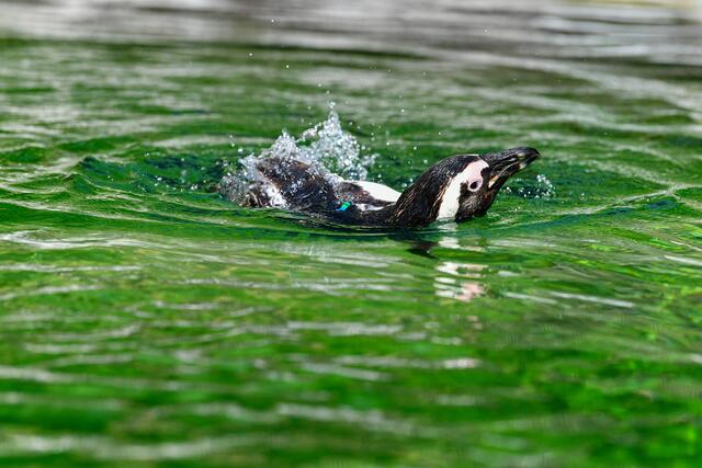 Im Wasser lässt es sich aushalten. Hier macht sogar das "Putzen" Spaß.  | Foto: Zoo Salzburg/Kerstin Joensson