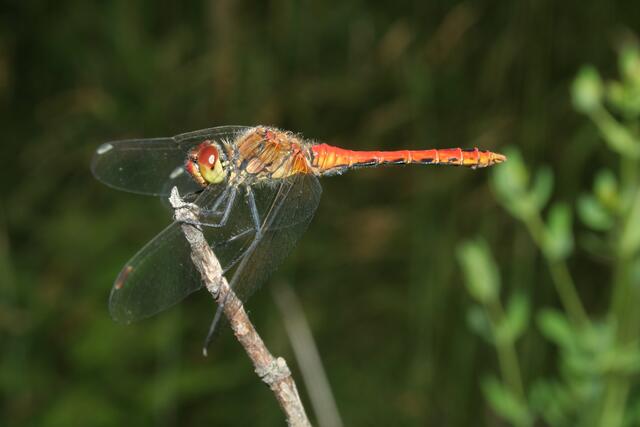 In Neuberg kommt die Blutrote Heidelibelle vor. | Foto: Helmut Höttinger