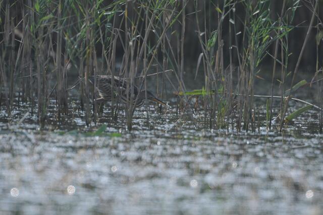 Die seltene Zwergdommel wurde in Oberbeuberg bereits gesichtet. | Foto: Hansjörg Lauermann