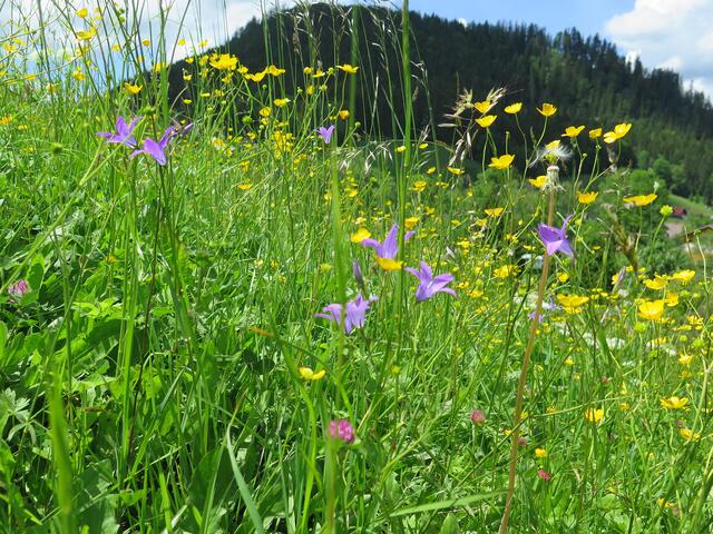 Sammeln für die eigene Blühwiese. | Foto: M. Liehl-Rainer