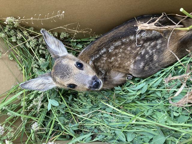 Die Rehkitze werden schonend mit Handschuhen und mithilfe von Grasbüscheln angefasst | Foto: Esterhazy / Clara Noe-Nordberg