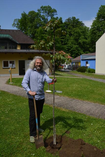 Martin Litschauer pflanzt einen Nussbaum: Dieser soll auch an die 850 Jahr-Feier erinnern. | Foto: privat