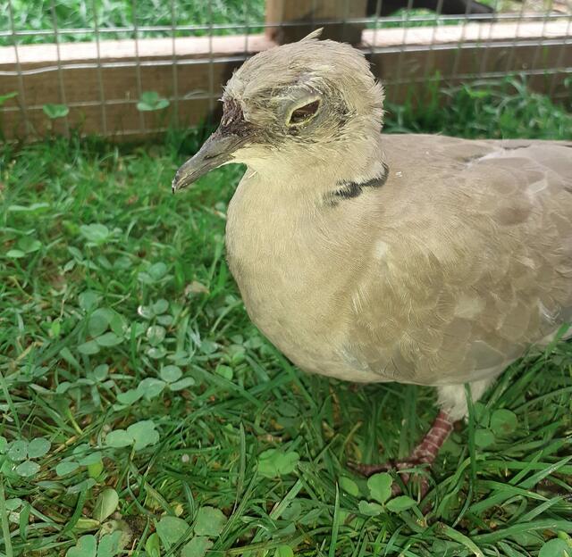 Eine Türkentaube wurde von Hagelkörnern getroffen und trug Augen- und Gesichtsverletzungen davon.