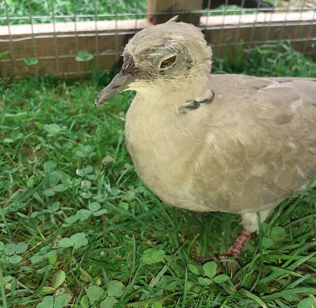 Eine Türkentaube wurde von Hagelkörnern getroffen und trug Augen- und Gesichtsverletzungen davon. | Foto: Tierparadies Schabenreith | Lehner