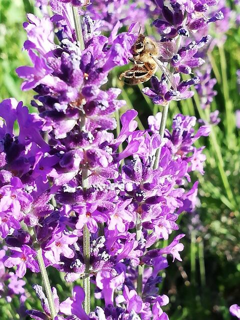 Nutz und Heilpflanze echter Lavendel Wenn in Bad Schwanberg der