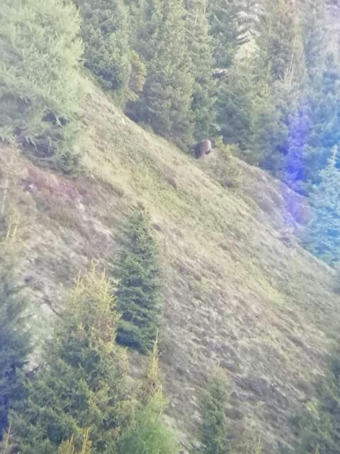 Am 14. Juni wurde im Gemeindegebiet von Fiss ein Bär aufgenommen.Damit wurde im Tiroler Oberland zum fünften Mal in diesem Jahr ein Bär entweder anhand von Spuren (Serfaus, Tobadill. Pettneu), Aufnahmen (Fiss) oder genetisch (Umhausen) nachgewiesen. | Foto: Privat