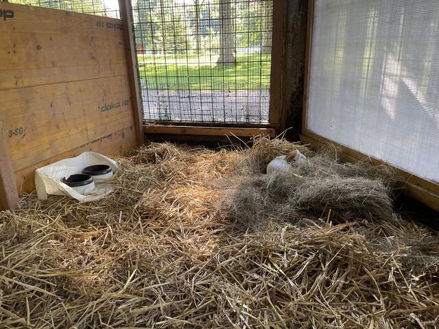 15 Meerschweinchen wohnen im Hammerpark.