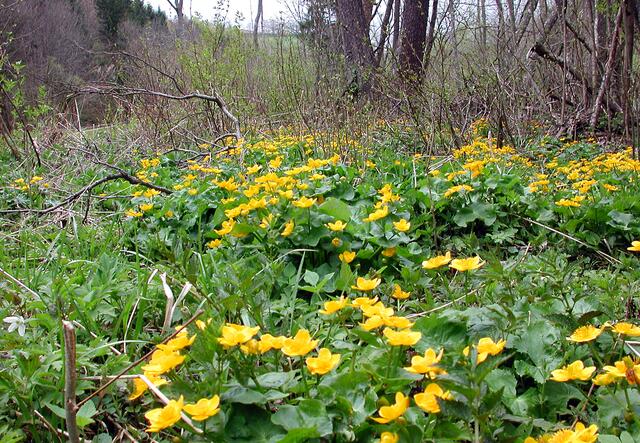 Sumpfdotterblume | Foto: Josef Weinzettl