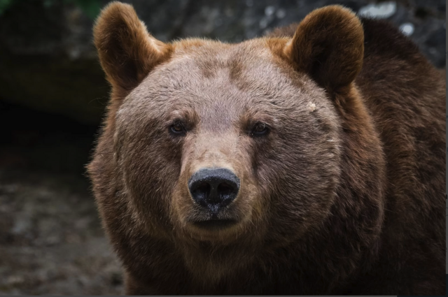 Der Bär ist im Tiroler Oberland für immer mehr Tierrisse verantwortlich | Foto: Thorsten Spoerlein/Stock.adobe.com