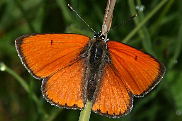 Großer Feuerfalter | Foto: Josef Weinzettl