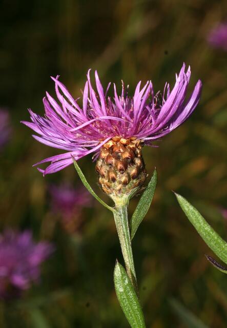 Wiesen-Flockenblume | Foto: Josef Weinzettl