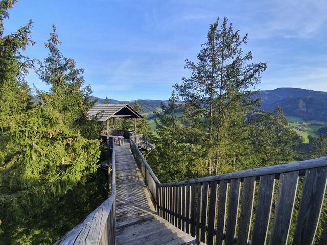 Der Wipfelwanderweg in der Rachau ist einzigartig in der Region. | Foto: ST/Steininger