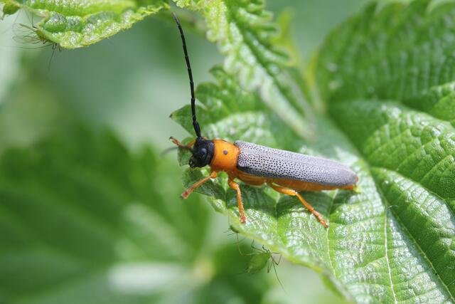 Rothalsiger Linienbock | Foto: Helmut Höttinger