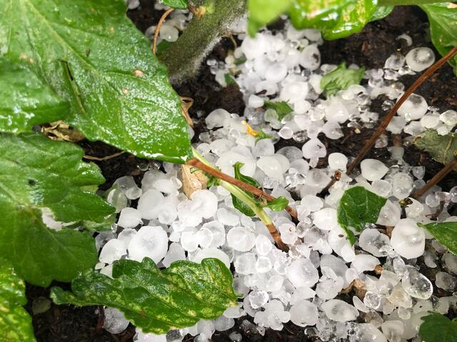 Vielleicht kein Hagel, aber stürmiger Wind... | Foto: Neumayr