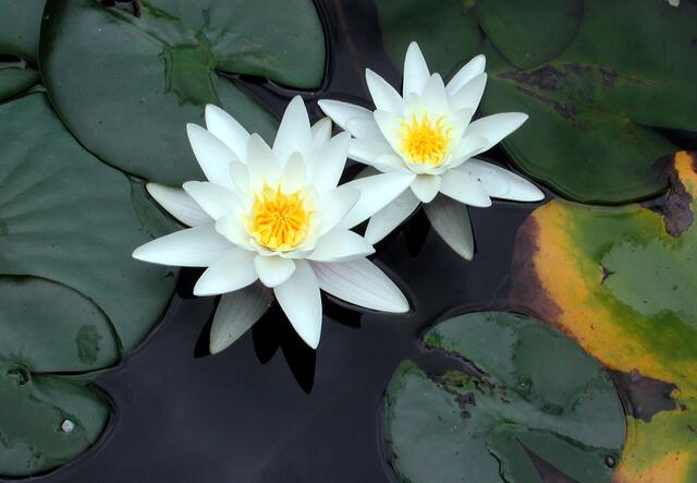 Groß-Seerose (Nymphaea alba) | Foto: Josef Weinzettl