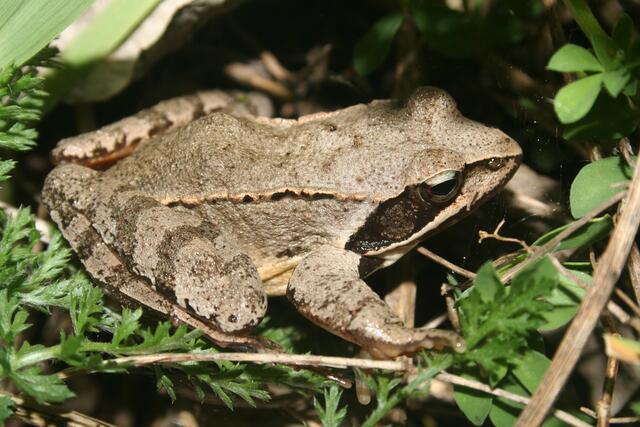 Springfrosch | Foto: Helmut Höttinger