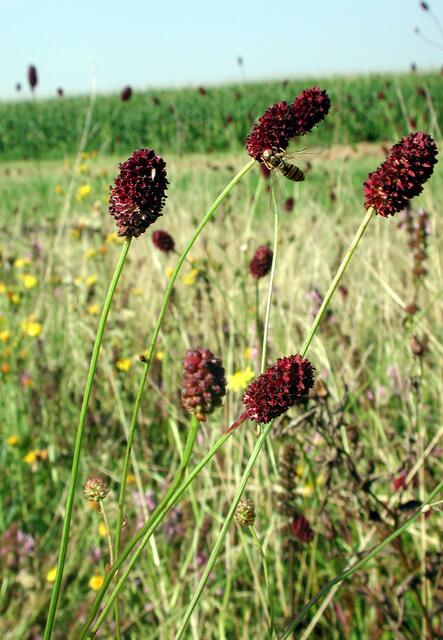 Groß-Wiesenknopf | Foto: Josef Weinzettl