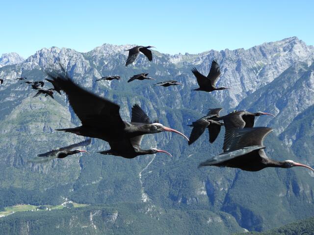 Der Waldrapp ist ein Zugvogel, der im 17. Jahrhundert in Mitteleuropa durch Überjagung praktisch ausgestorben ist.  | Foto: Waldrapp-Team