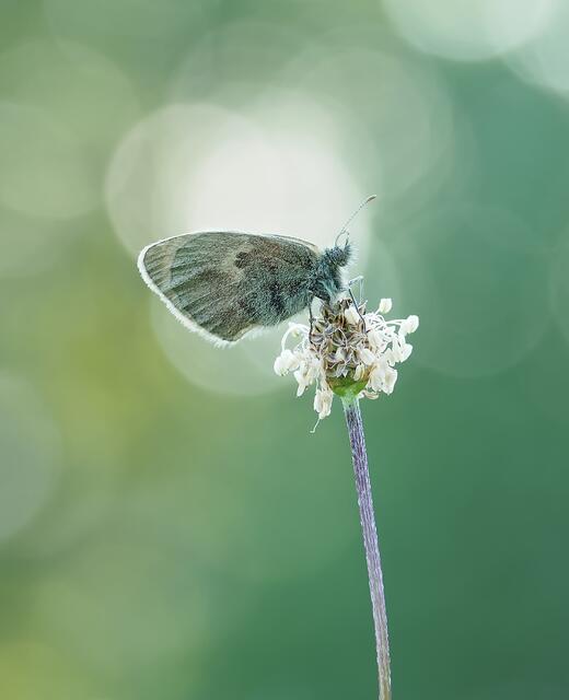 Foto: Ingrid Stuller