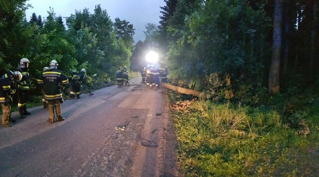 In Amstetten stürzten Bäume beim Unwetter um.
