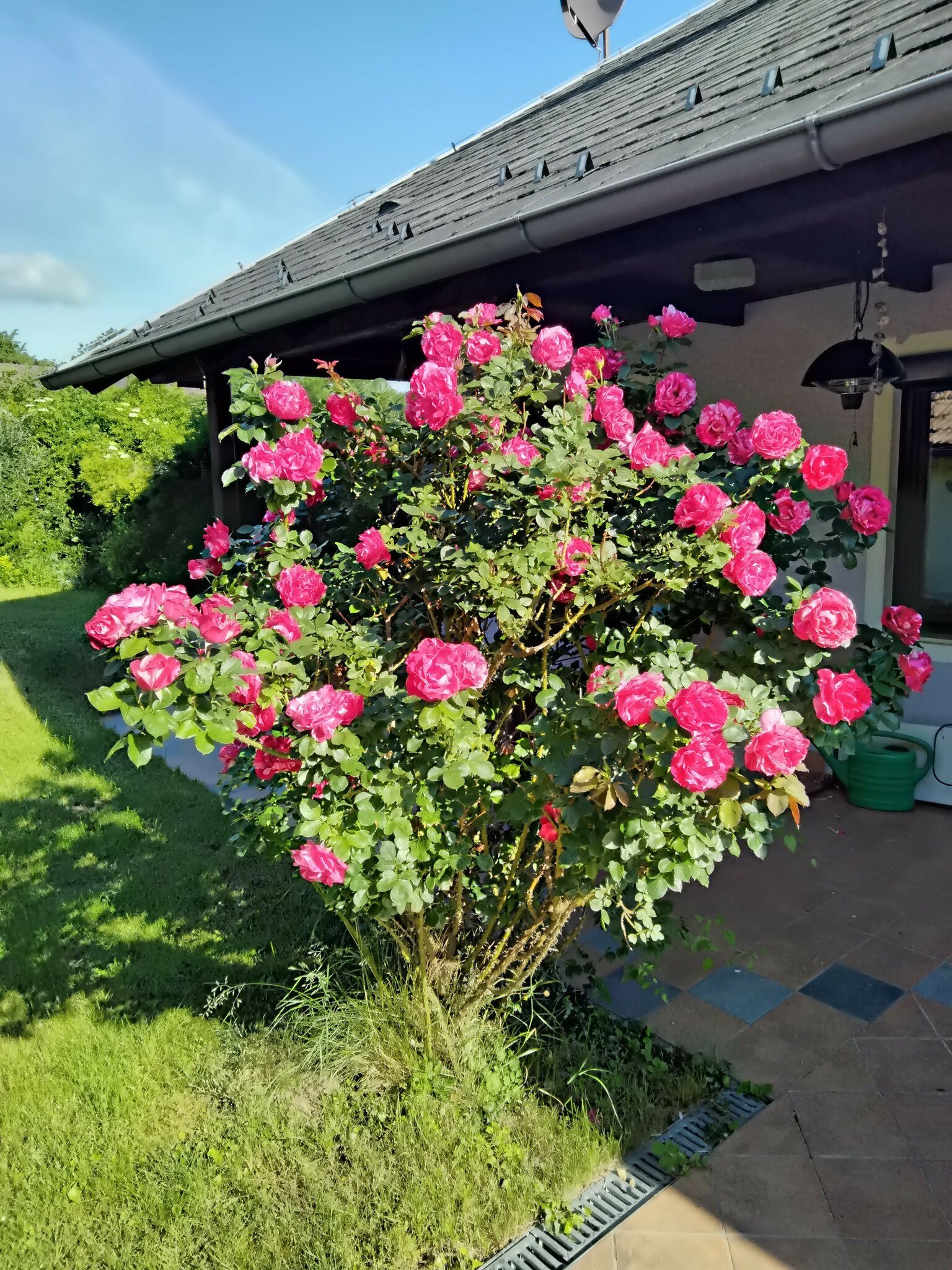 Rosen müssen duften!: Nur so mag ich es....... - Hollabrunn