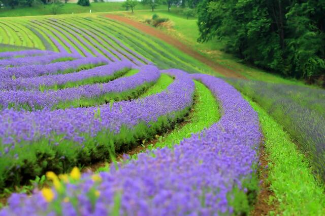 <f>Lavendel</f> soweit das Auge reicht, gibt es in Kitzeck.