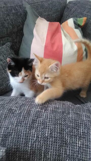 So süß! Wer kann zwei Kätzchen so barbarisch quälen? (Symbolbild) | Foto: Ebner