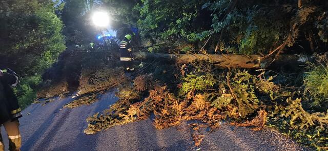 Der gewaltige Baum wurde von der Feuerwehr mittels Motorkettensägen zerkleinert und beiseite geräumt.  | Foto: FF Oed