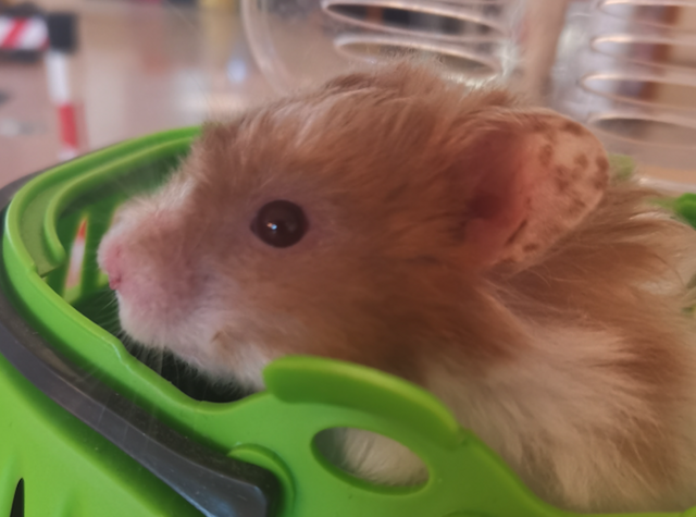 Der kleine "Kopernikus", so der neue Name des Tieres, wird im TSA-Kleintierhaus liebevoll betreut. | Foto: TSA