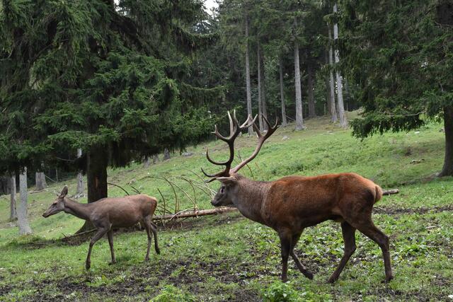 Foto: Preineder