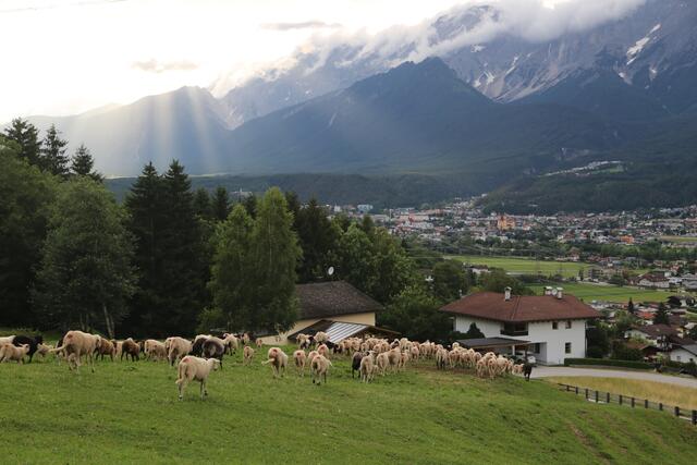 Schafe wurden von der Alm zurück ins Dorf getrieben. | Foto: Martina Schratzberger