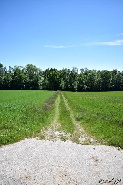 Wiesenweg dem man aus dem Wald raus folgt  | Foto: Gabriele P. 