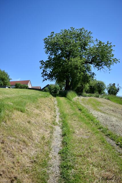 Auf dem Wiesenweg geht es nach unten  | Foto: Gabriele P. 
