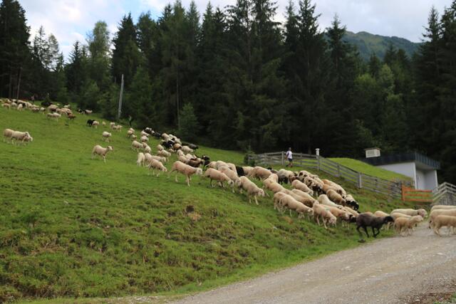 31 tote Schafe wurden auf der Alm in Oberhofen bisher gezählt. Bauern brachten Tiere in Sicherheit. | Foto: Martina Schratzberger