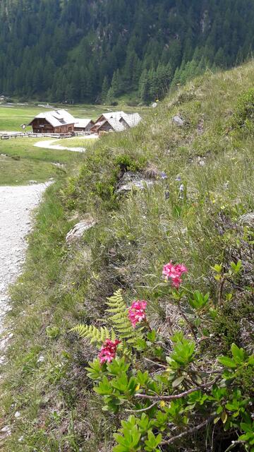  nach dem ersten Anstieg ein Blick zurück zur Ursprungalm... | Foto: I.Wozonig