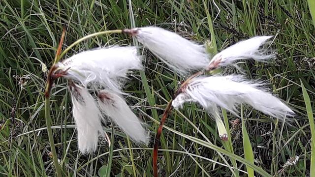 das Wollgras weht im Wind... | Foto: I.Wozonig