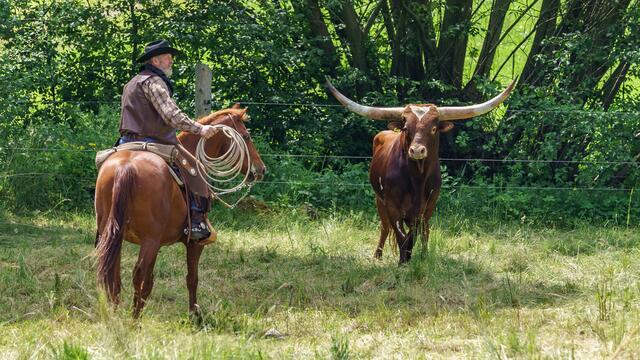 Rudi Binder und Pferd zeigten keine Scheu vor den gewaltigen Hörnern der Rinder in Pöggstall. | Foto: Herbert Rockenschaub
