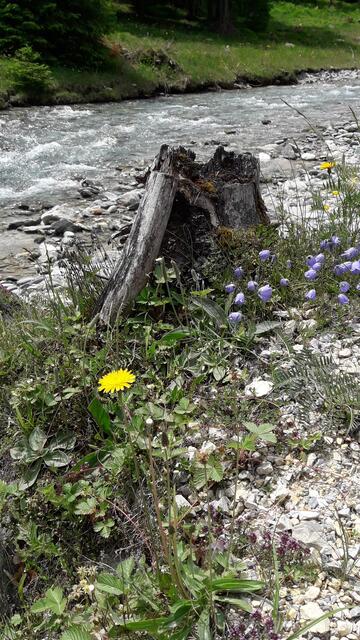 die Almbäche rauschen... | Foto: I.Wozonig