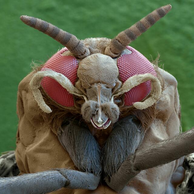 Ausstellung Metamorphosen  | Foto: eye of science, Meckes &amp; Ottawa GbR