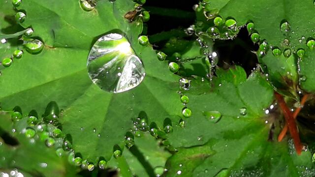 Frauenmantel am Morgen... | Foto: I.Wozonig