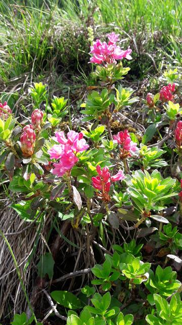 die blühende Alpenrose (wir nennen sie ,,Almrausch") erfreut jeden Wanderer